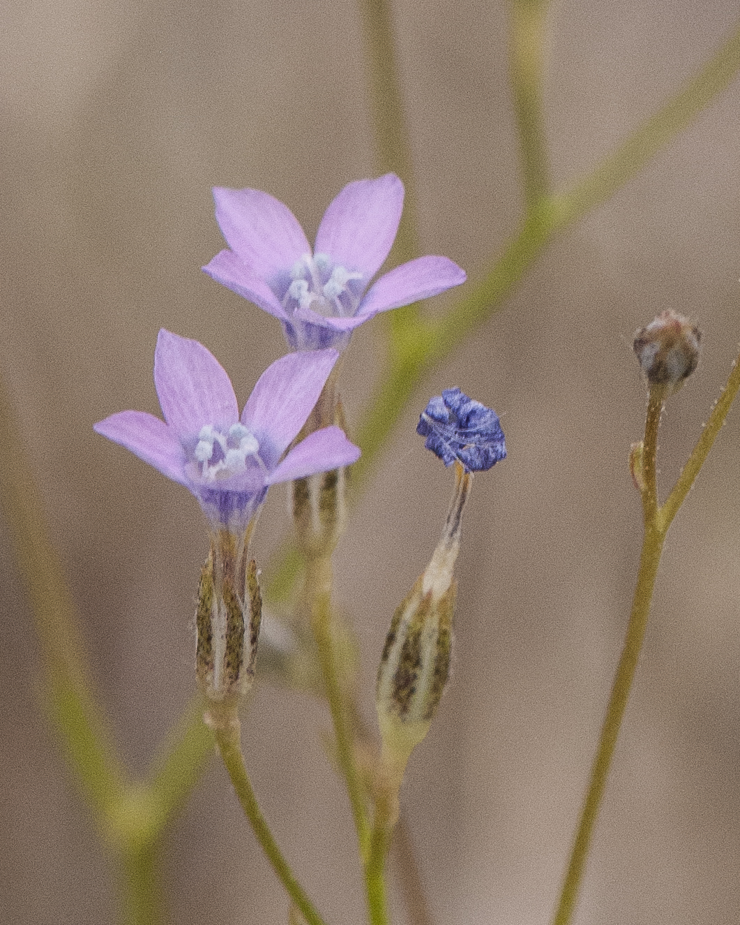 Lesser Yellowthroat Gilia Flower
