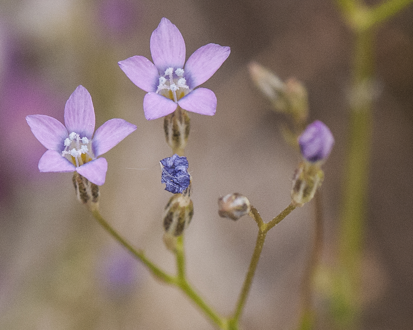Lesser Yellowthroat Gilia Flower
