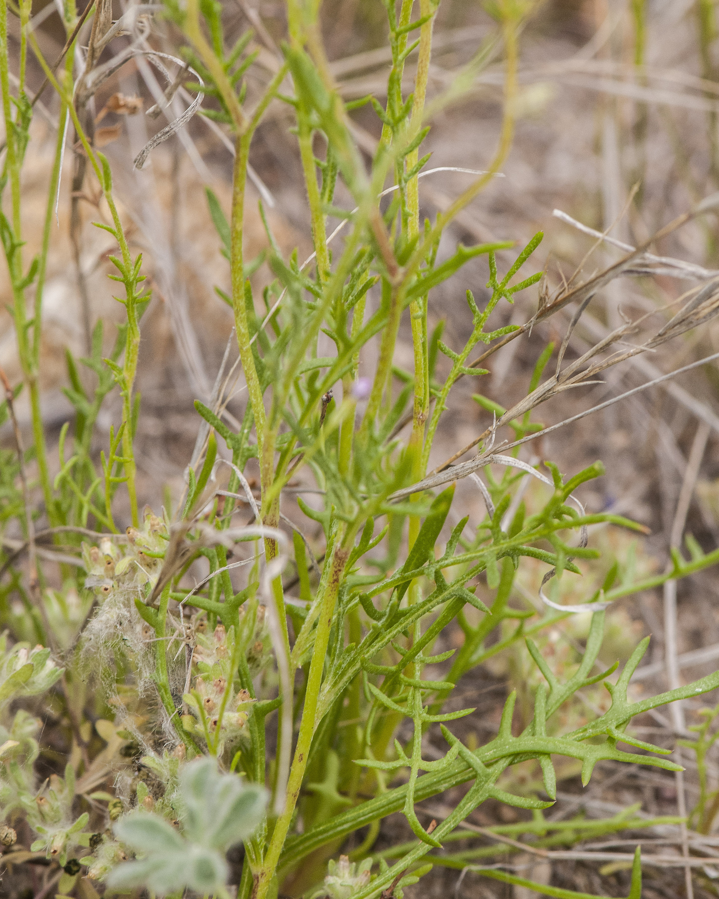 Lesser Yellowthroat Gilia Leaves