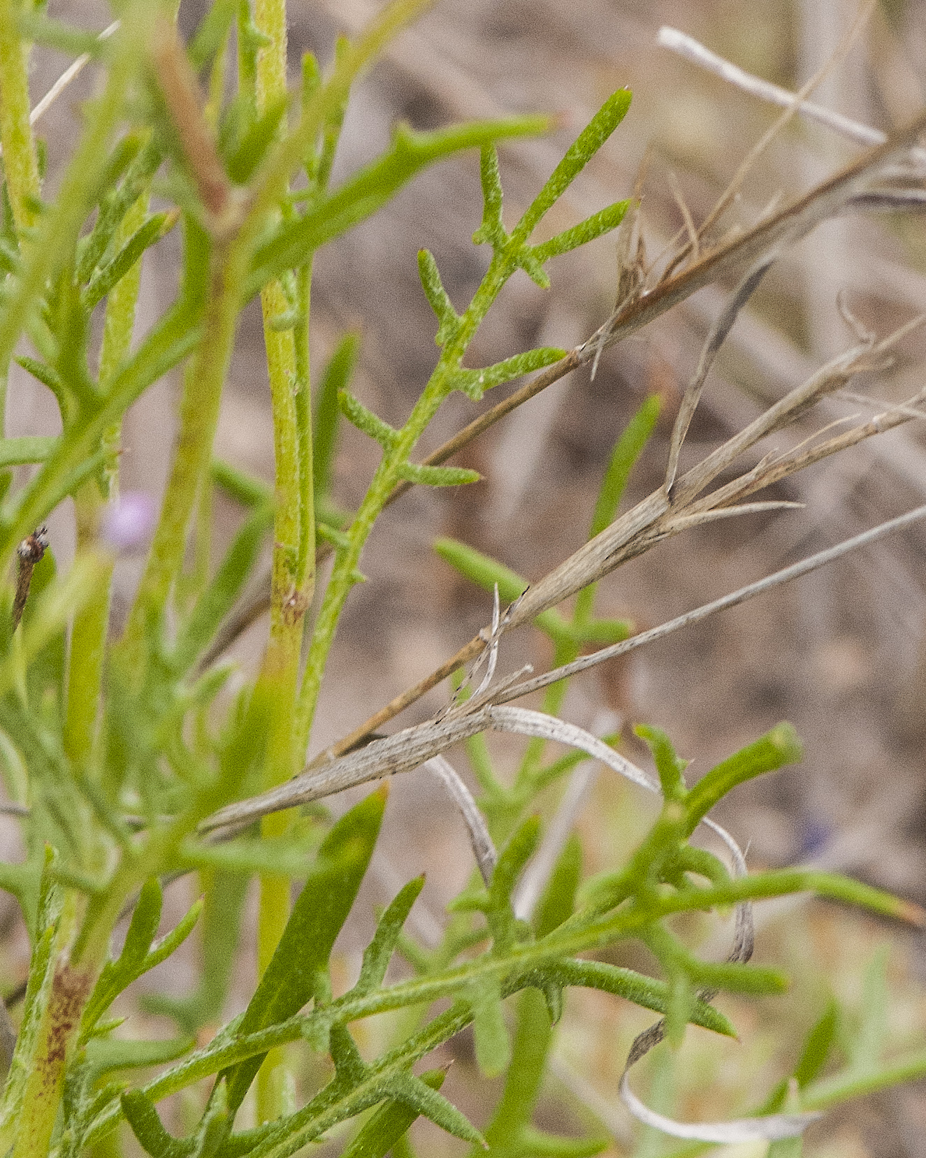 Lesser Yellowthroat Gilia Leaves