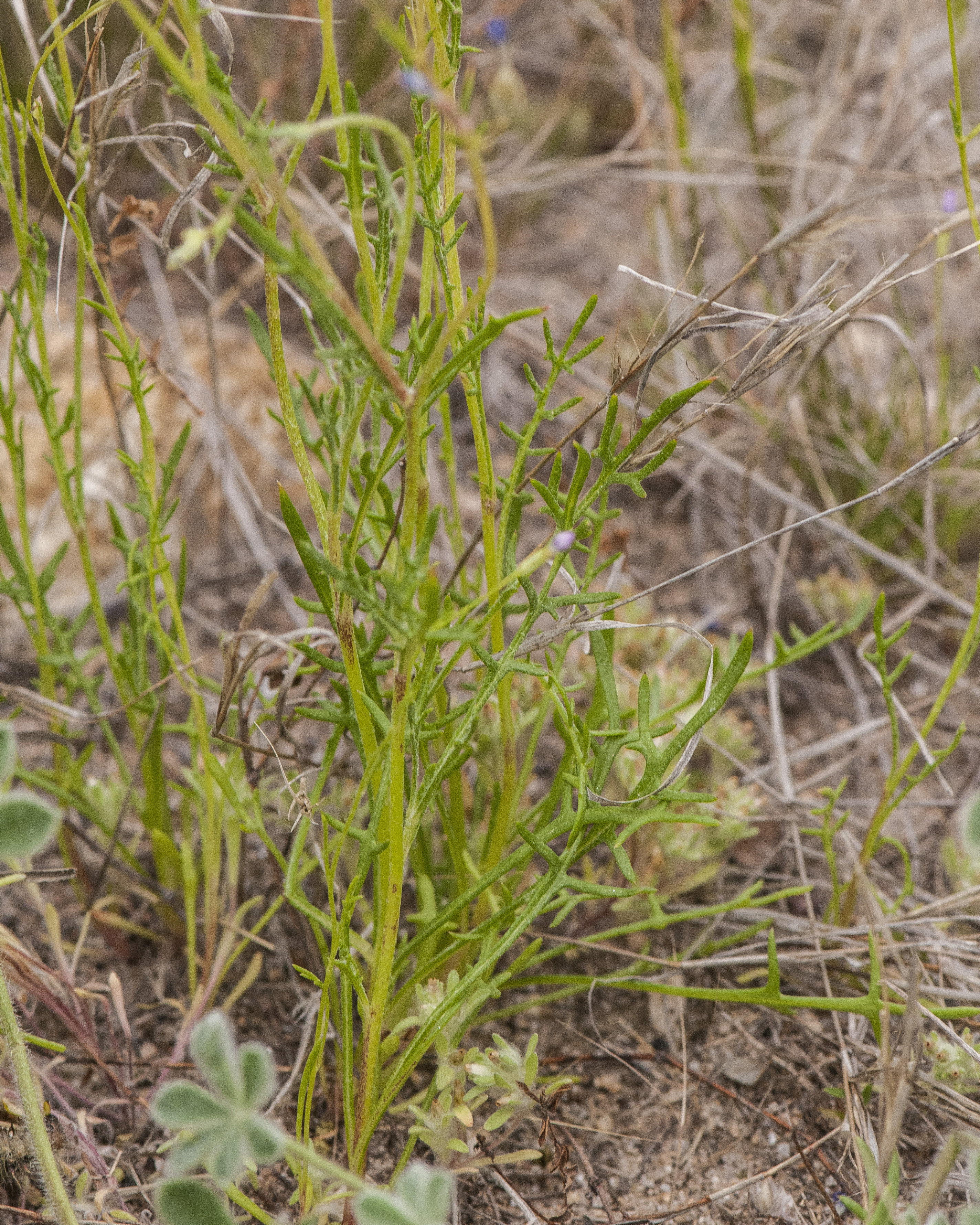 Lesser Yellowthroat Gilia Plant