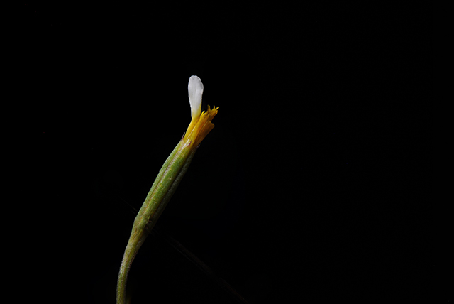 Licorice Marigold Flower