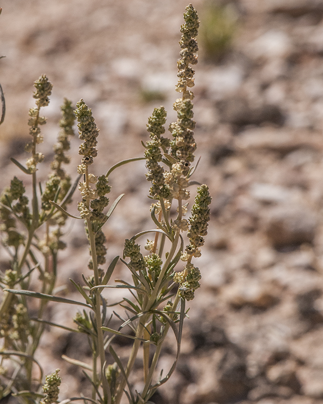 Linearleaf Combess Flower