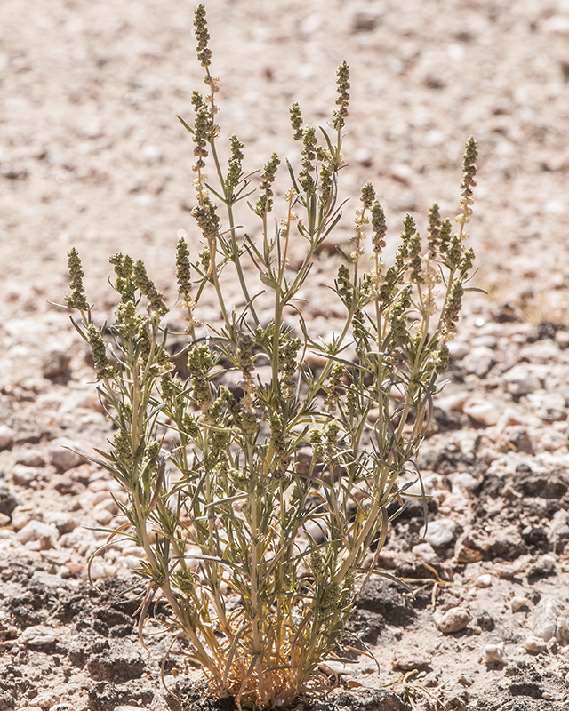 Linearleaf Combess Plant