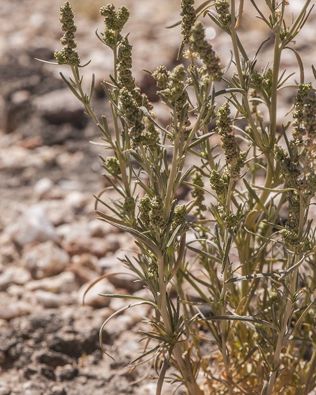 Linearleaf Combess Stem