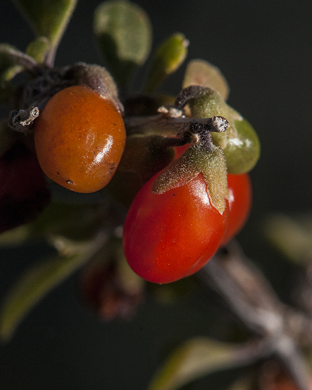Littleleaf Wolfberry Fruit