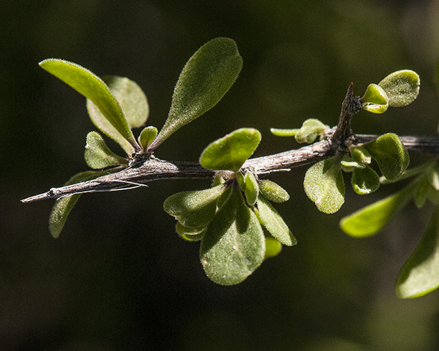 Littleleaf Wolfberry Leaves