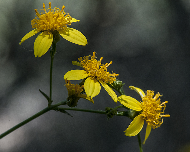 Little Lemon Head Flower