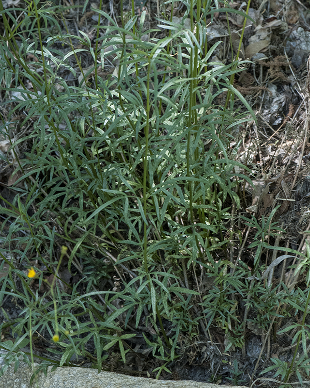 Little Lemon Head Plant