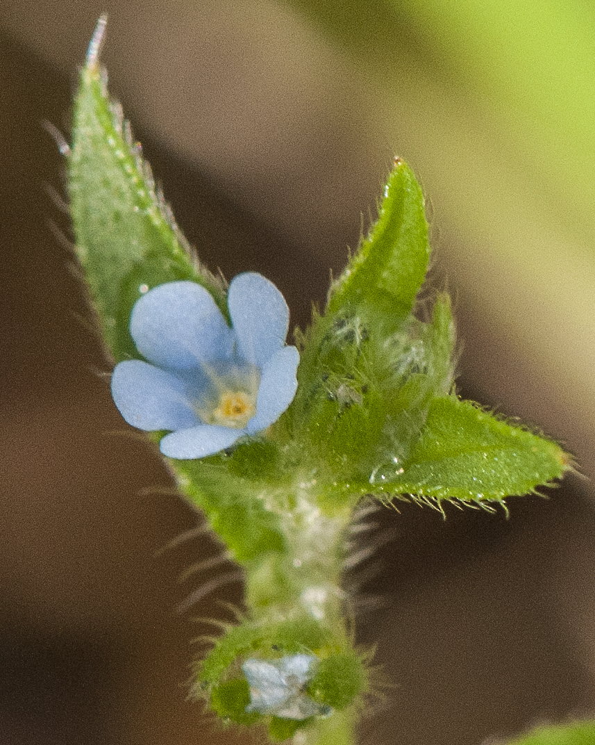 Livermore Stickseed Flower