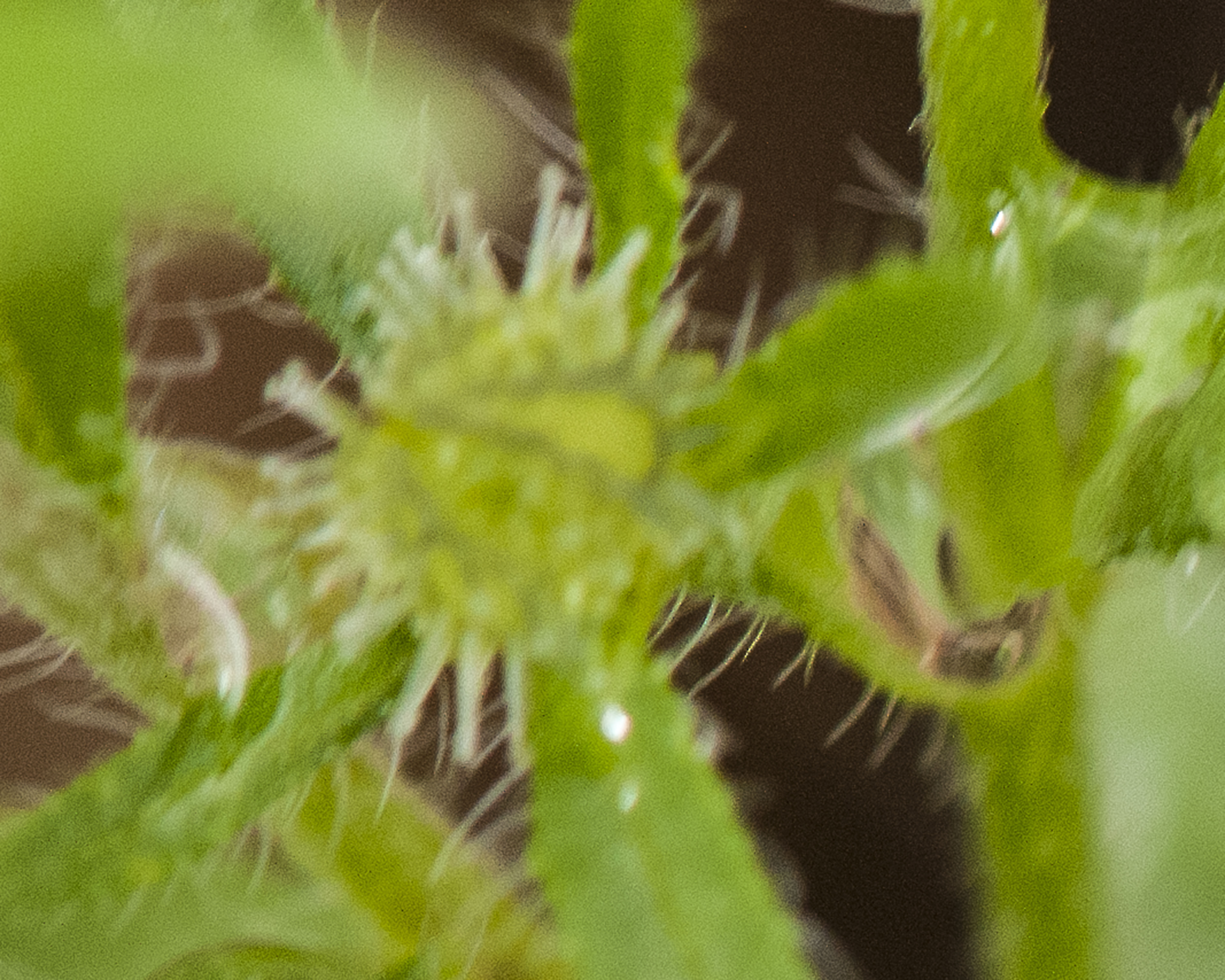 Livermore Stickseed Fruit