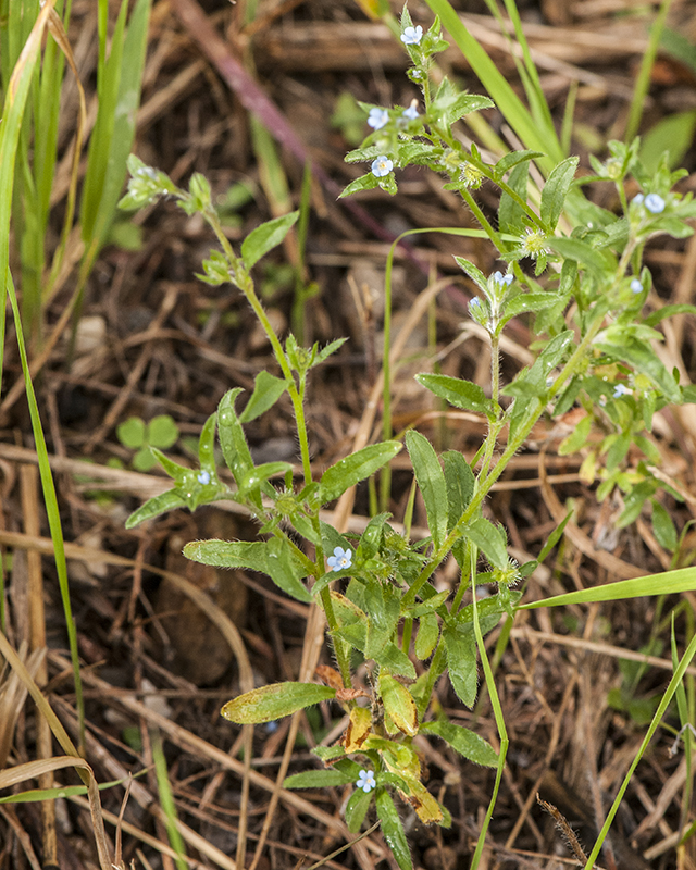 Livermore Stickseed Plant