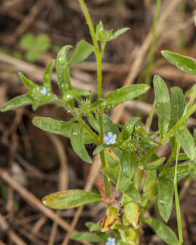 Livermore Stickseed Stem