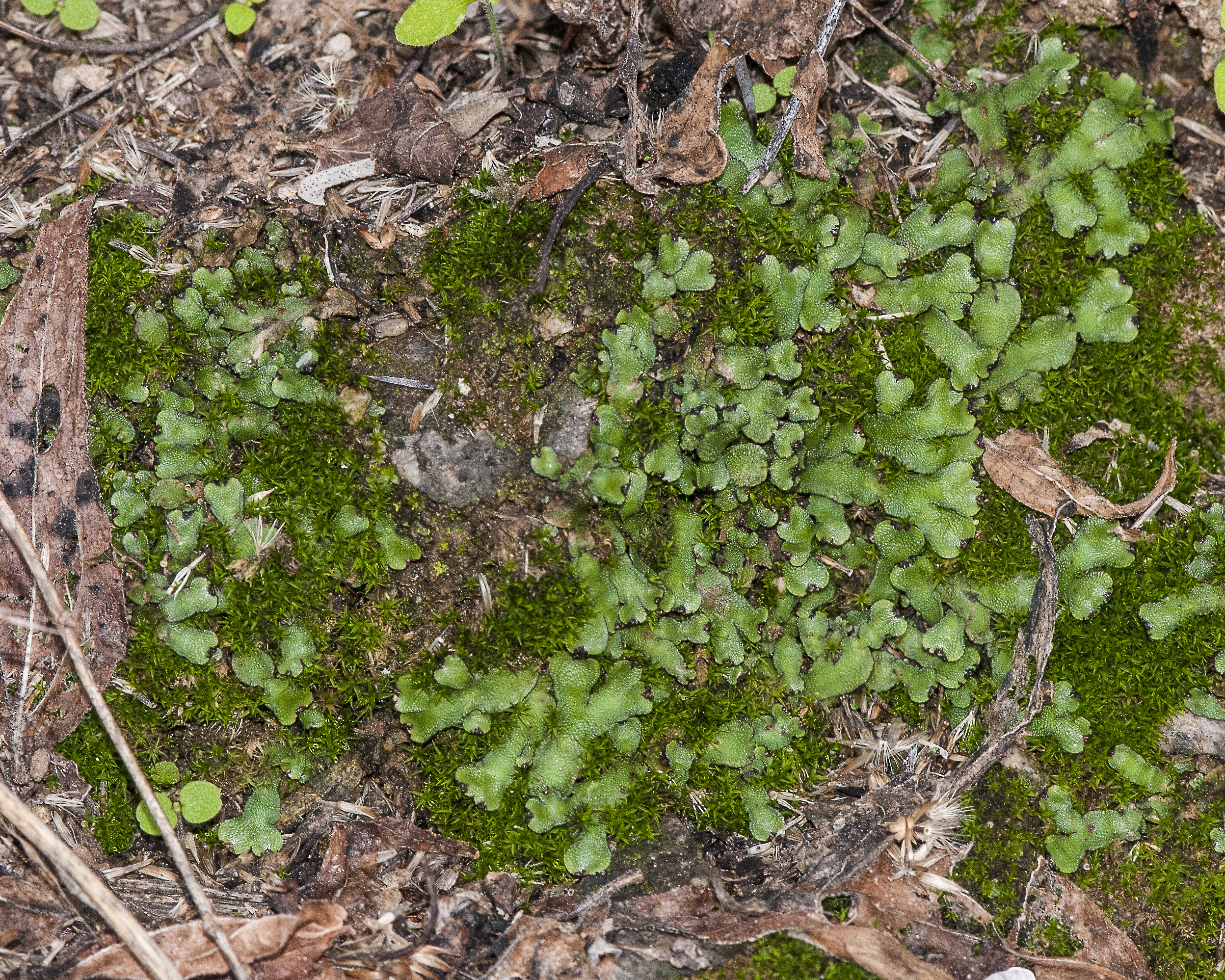 Liverwort Plant