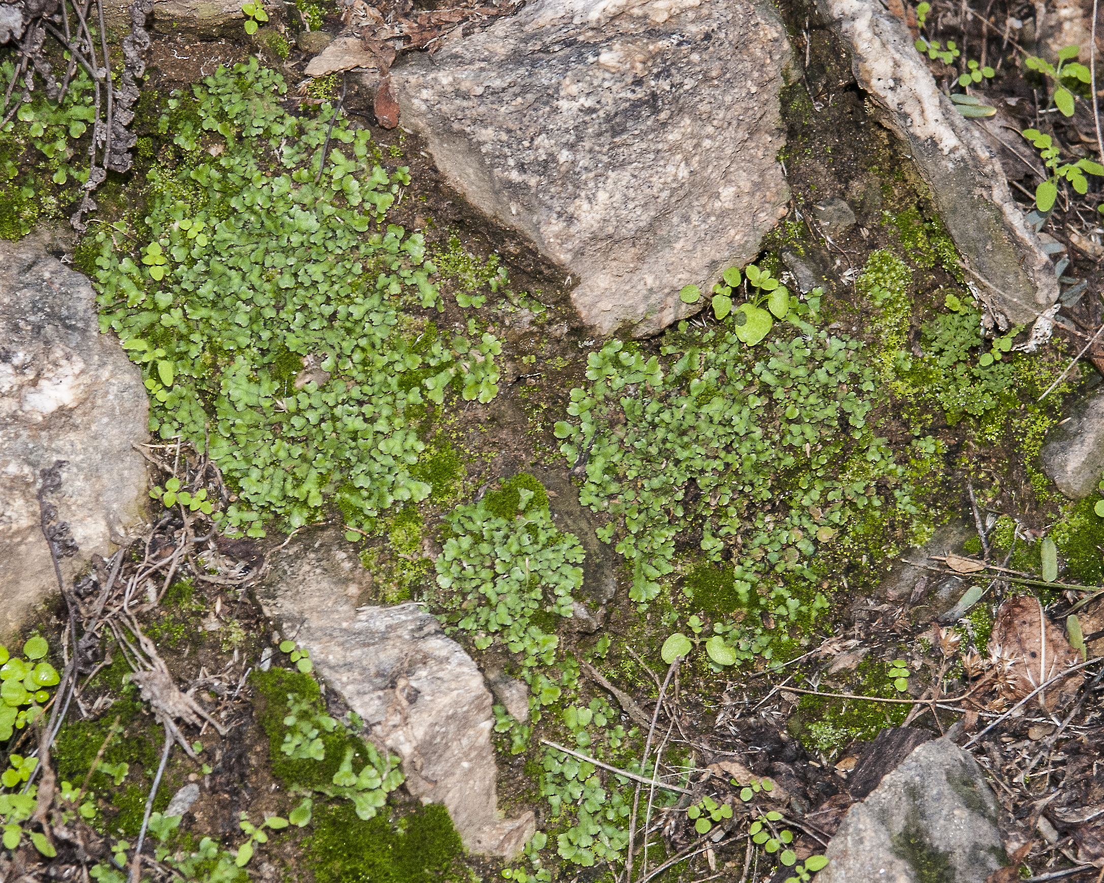 Liverwort Plant