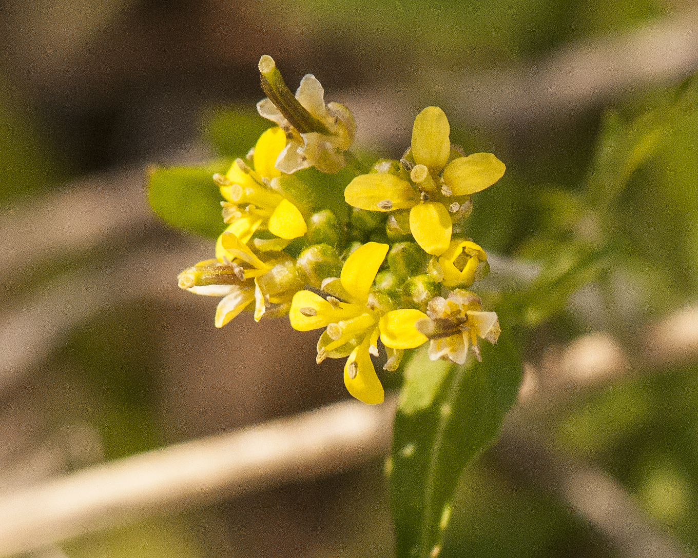 London Rocket Flower