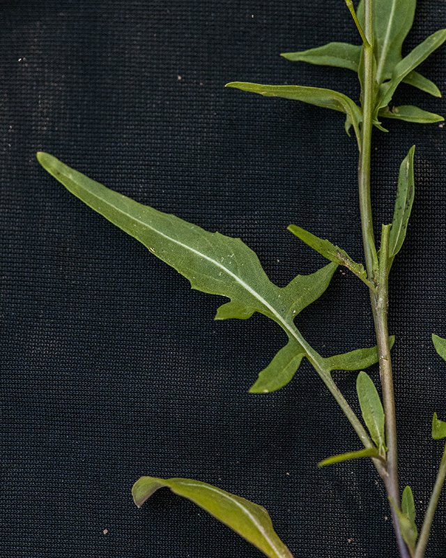 London Rocket Leaves