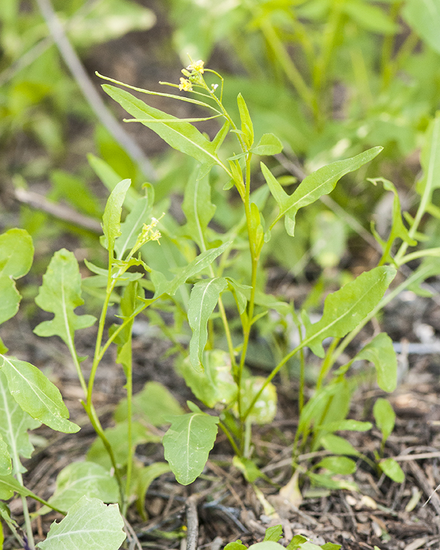 London Rocket Plant