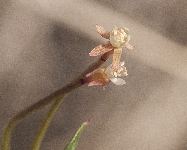Longcapsule Suncup Flower