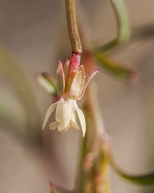 Longcapsule Suncup Flower
