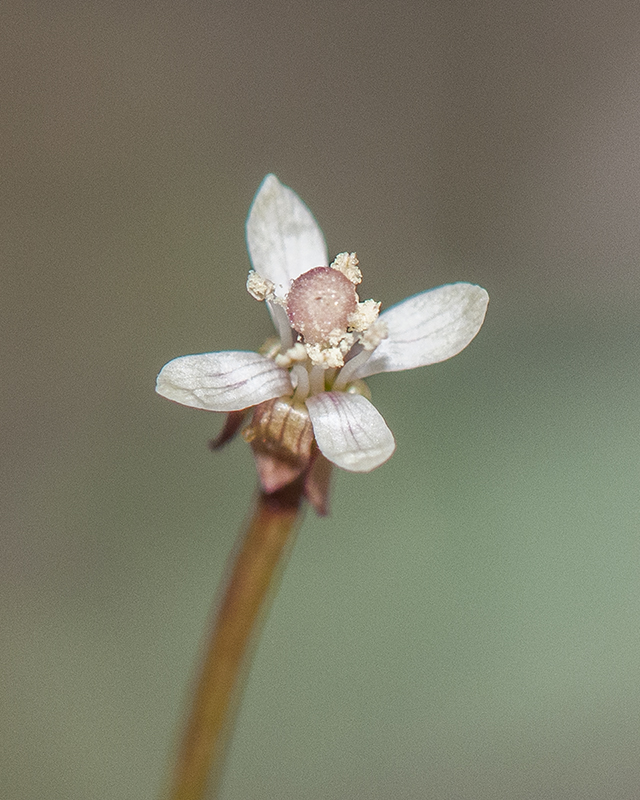 Longcapsule Suncup Flower