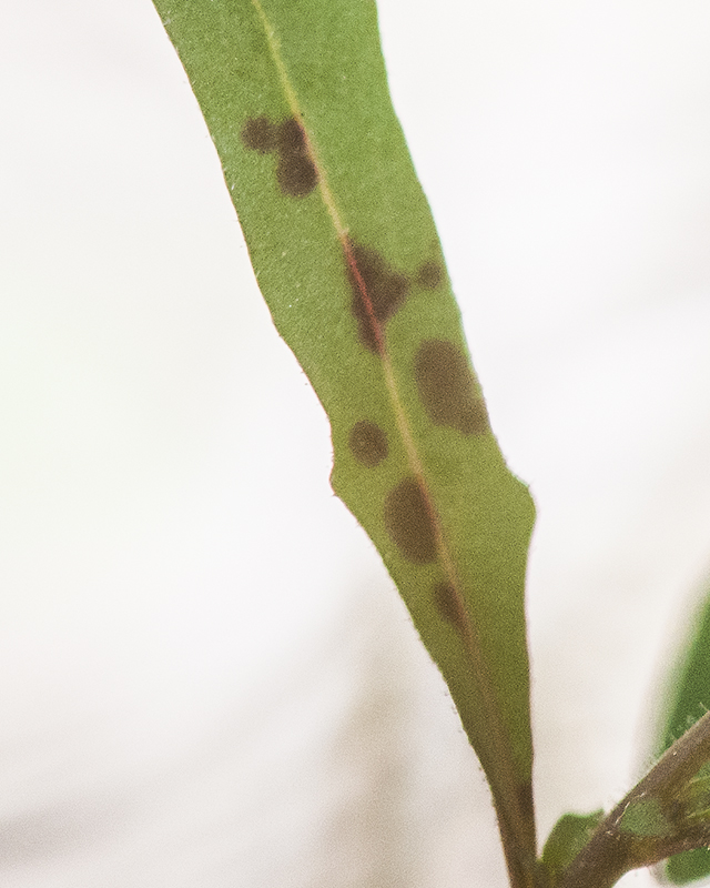 Longcapsule Suncup Leaves