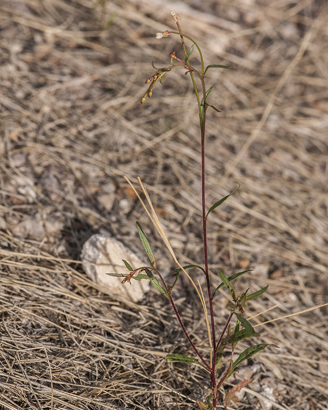 Longcapsule Suncup Plant