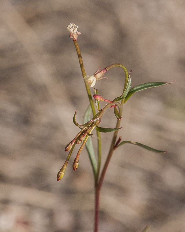 Longcapsule Suncup Stem