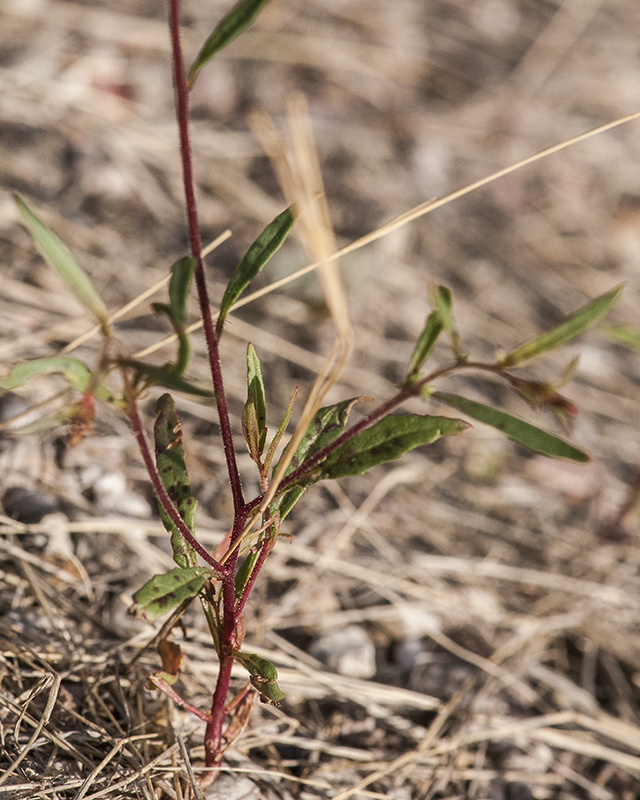 Longcapsule Suncup Stem