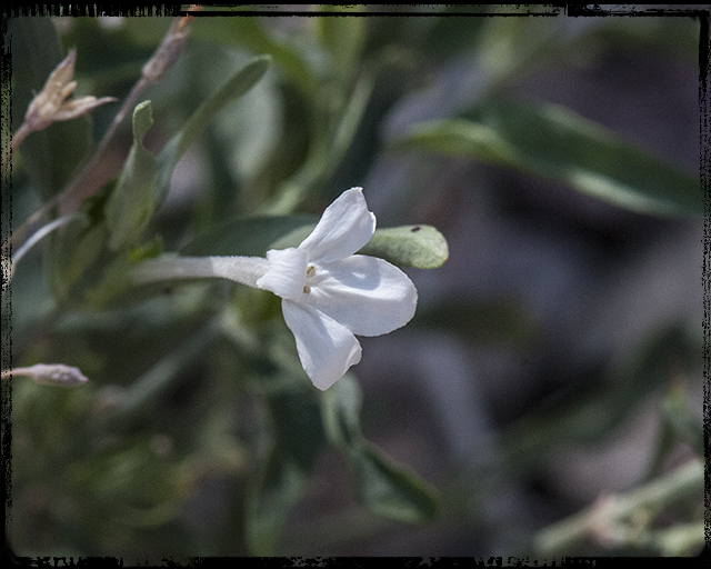 Longflower Tube Tongue Flower