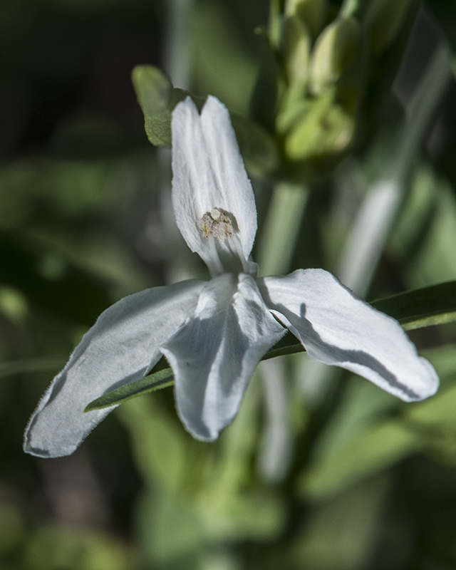 Longflower Tube Tongue Flower