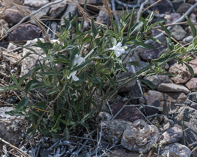 Longflower Tube Tongue Plant