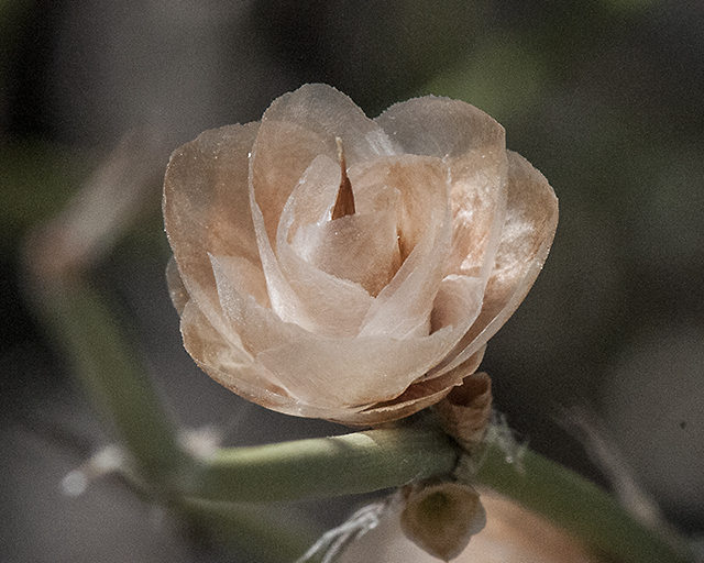 Longleaf Ephedra Flower