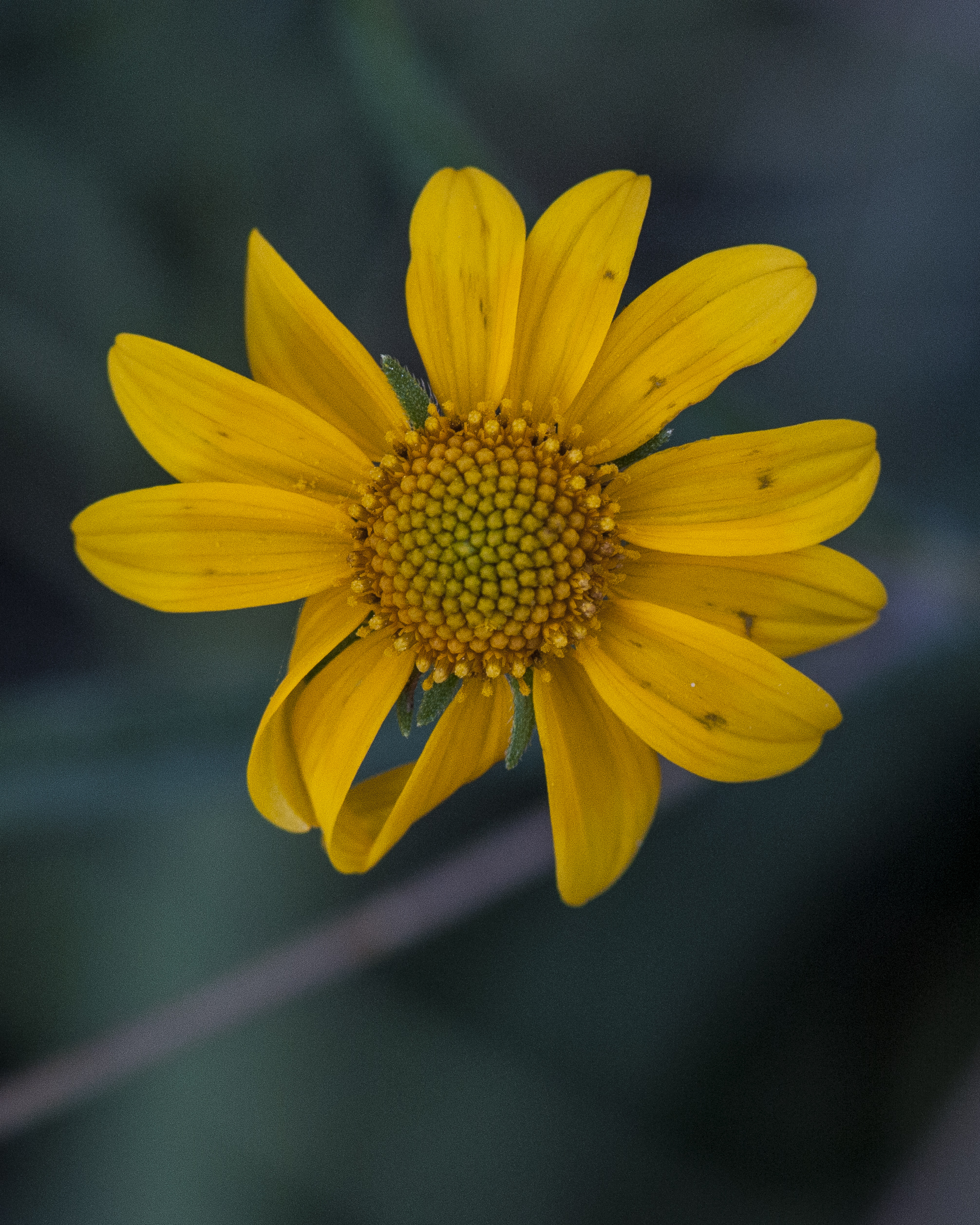 Longleaf False Goldeneye Flower
