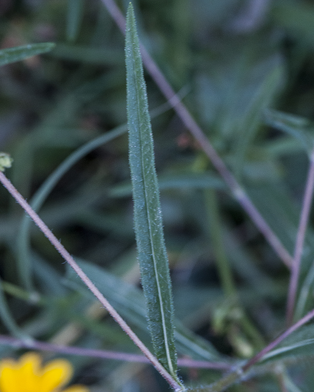 Longleaf False Goldeneye Leaves