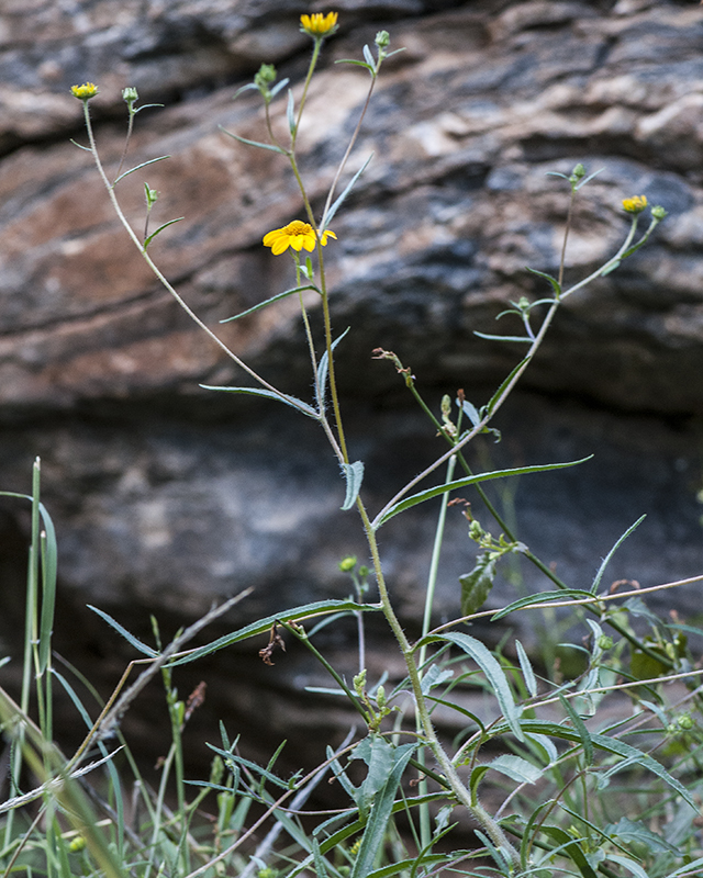 Longleaf False Goldeneye Plant