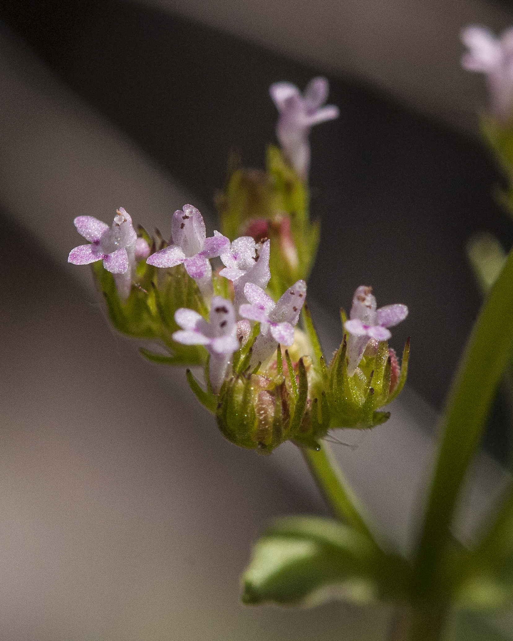 Longspur Seablush Flowers