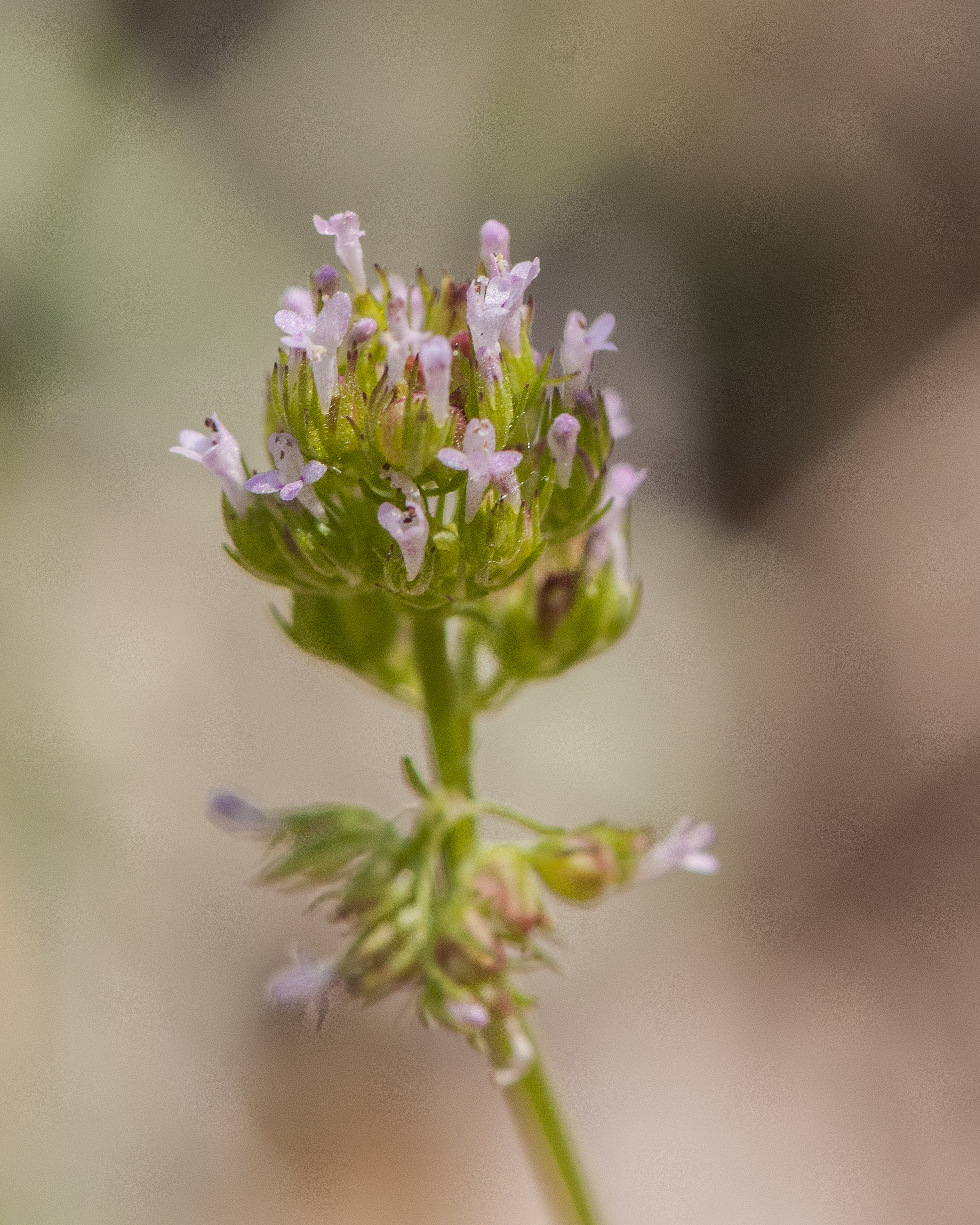 Longspur Seablush Flowers