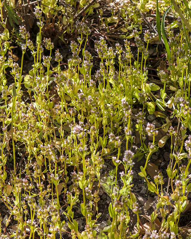 Longspur Seablush Plant