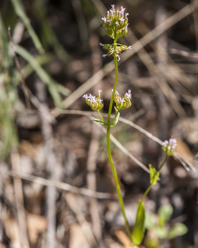 Longspur Seablush Stem