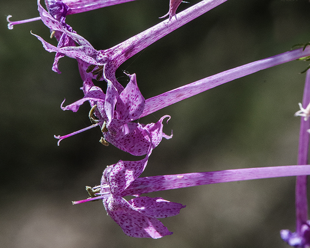 Longtube Ipomopsis Flower