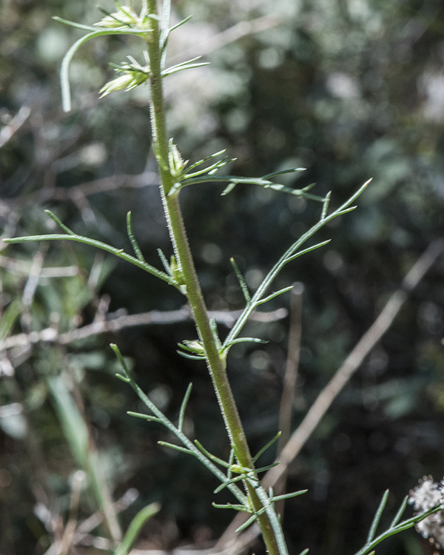 Longtube Ipomopsis Leaves