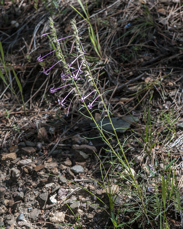 Longtube Ipomopsis Plant