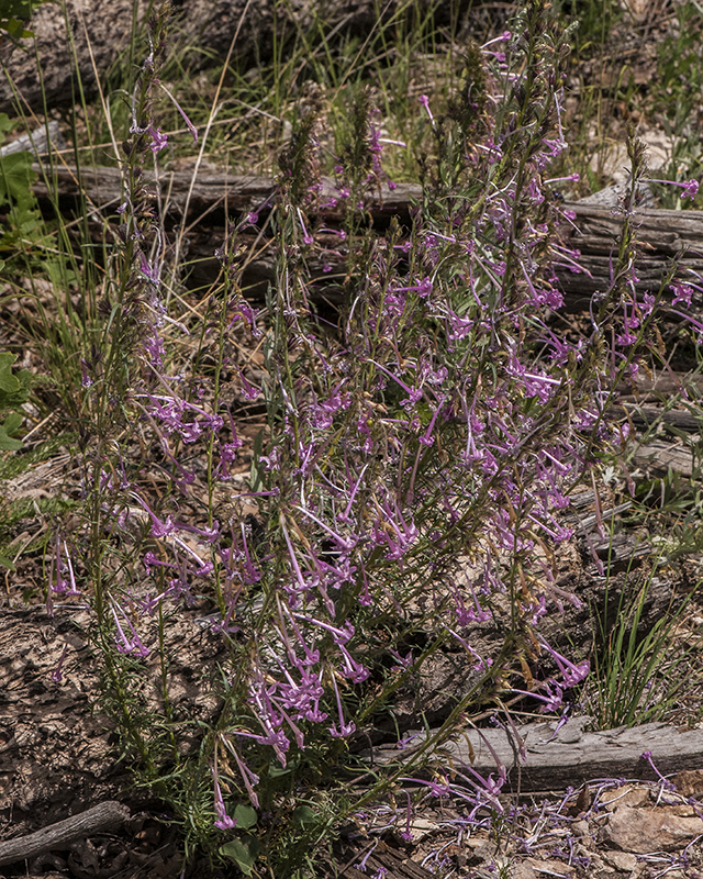 Longtube Ipomopsis Plant