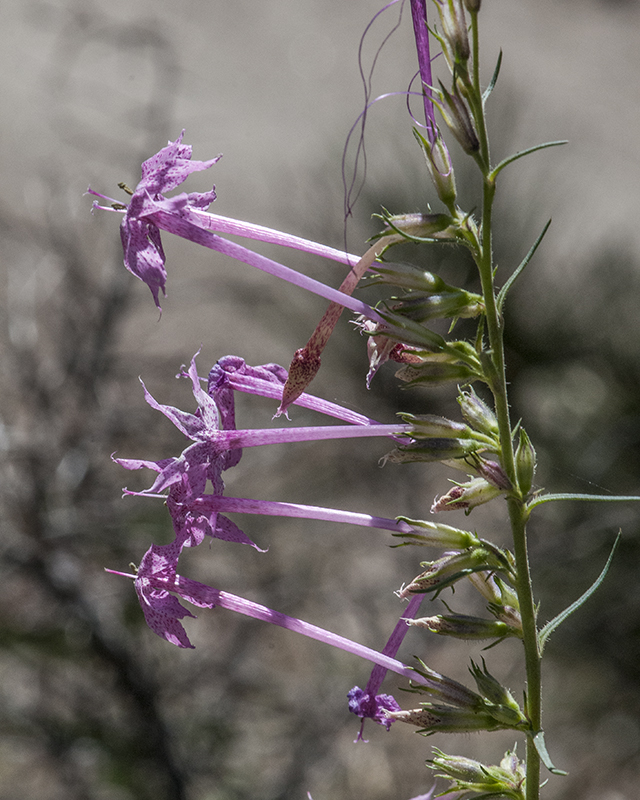 Longtube Ipomopsis Stem