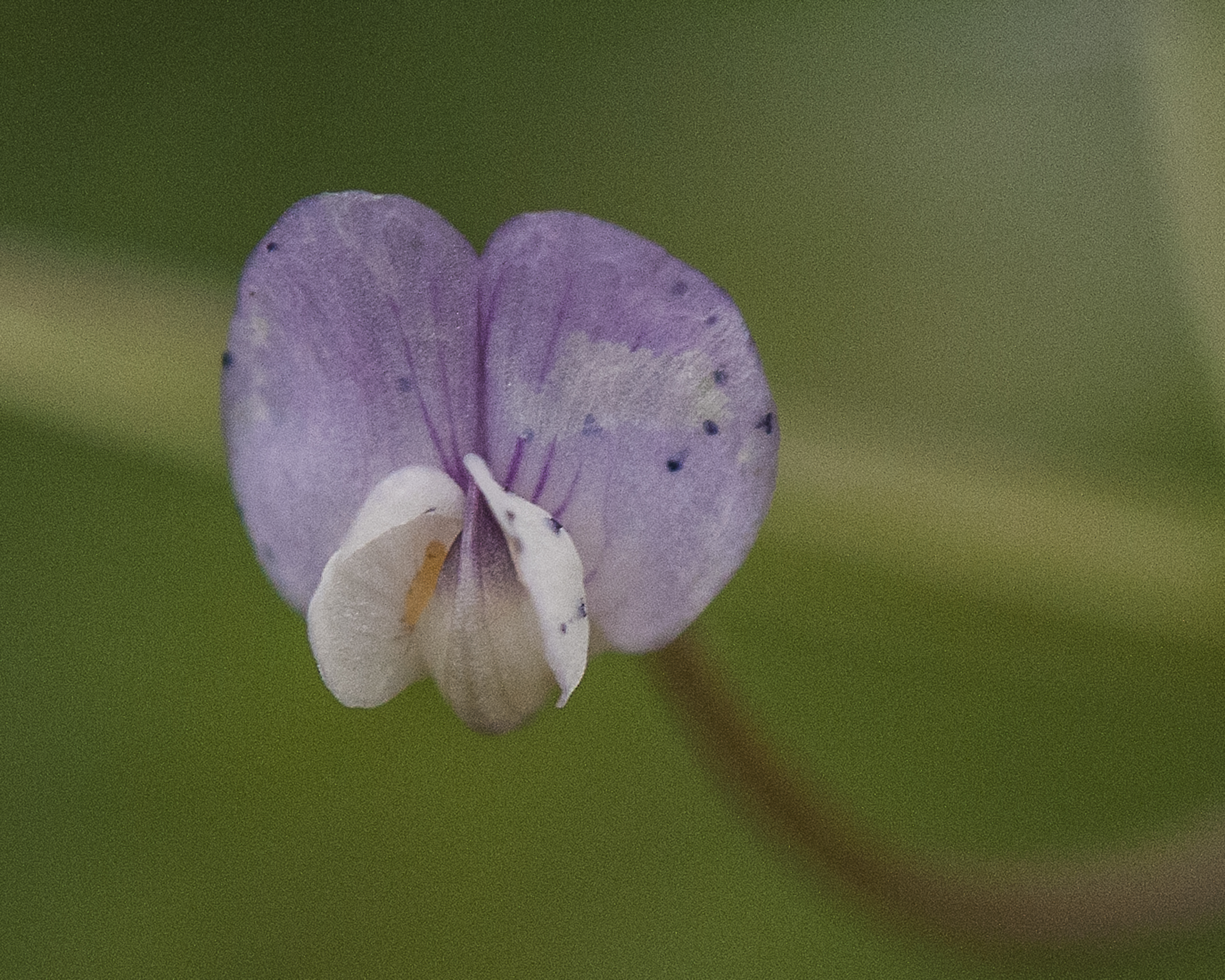 Louisiana Vetch Flower