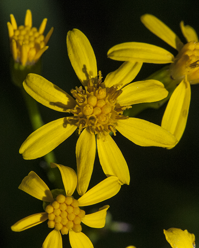 MacDougal's Groundsel Flower