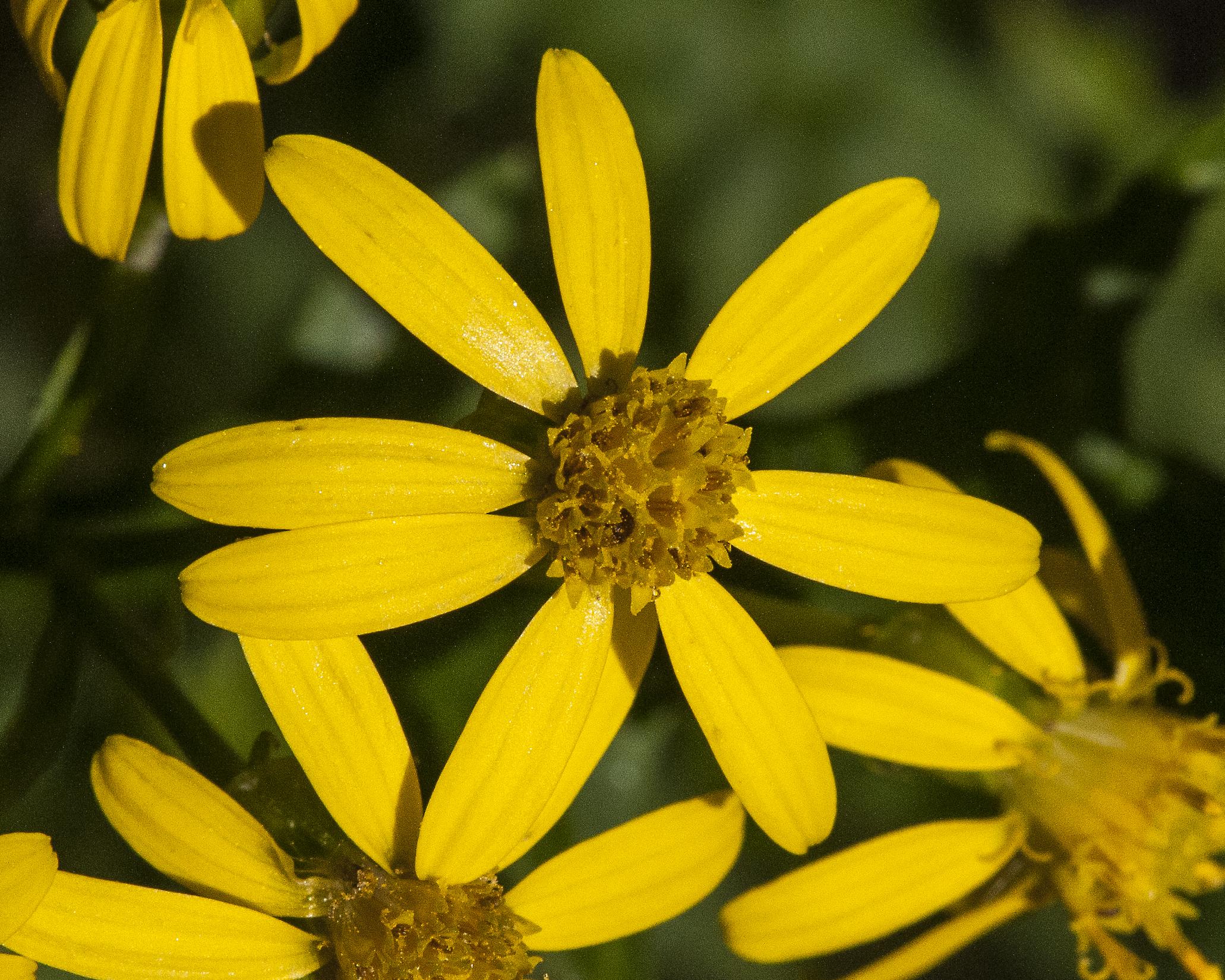 MacDougal's Groundsel Flower