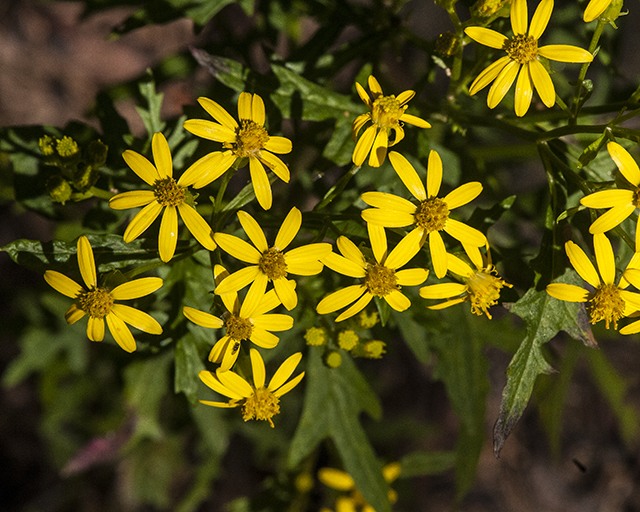 MacDougal's Groundsel Head