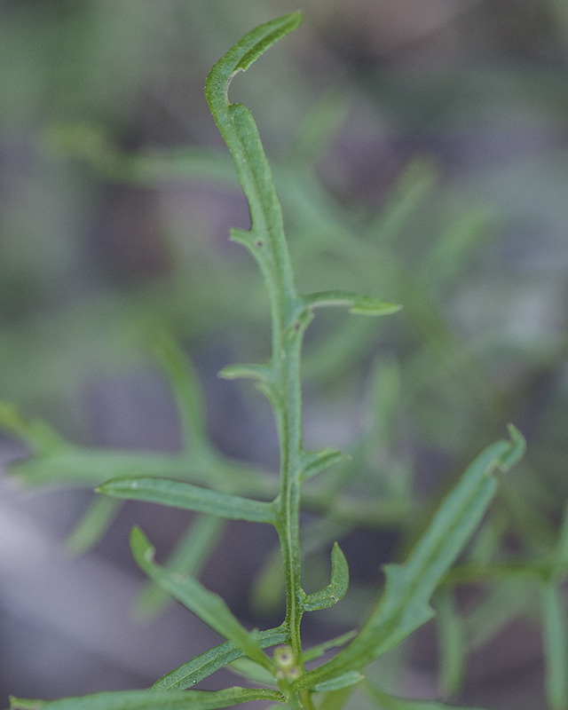 MacDougal's Groundsel Leaves